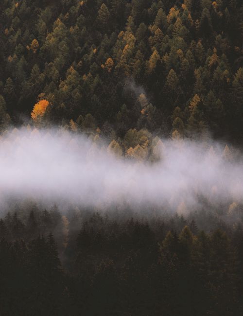 A misty forest scene with dense trees, some showing autumn colors, and a layer of fog hanging low in the midsection of the image.