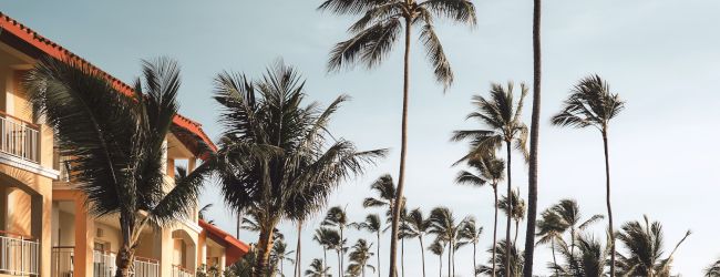 The image shows a luxurious poolside area with lounge chairs, surrounded by tall palm trees, at a resort with a clear blue sky.