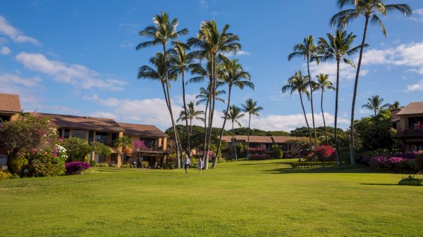 A sunny resort courtyard with tall palm trees, green lawn, and bungalow-style buildings set against a blue sky with a few clouds.