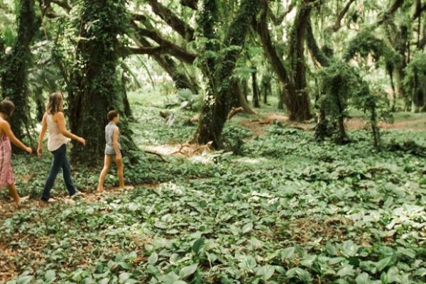 Coraltree Residence Collection