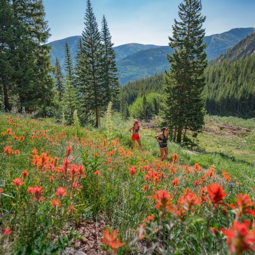 Two people walk through a vibrant field of red wildflowers, surrounded by tall pine trees with a backdrop of majestic mountains under a clear sky.