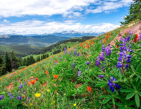 The image shows a vibrant, colorful meadow with various wildflowers, overlooking a scenic landscape of rolling hills, forests, and distant snowy mountains.