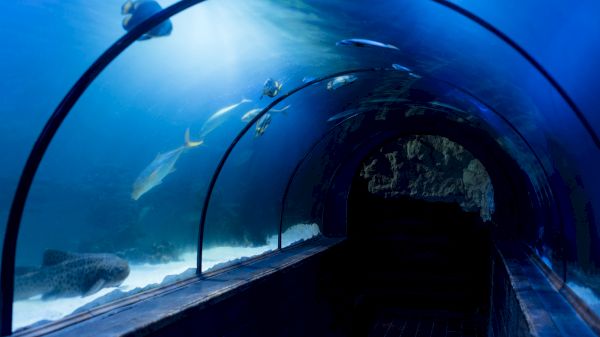 The image shows an underwater tunnel with various fish swimming in blue waters, creating a serene aquatic environment.