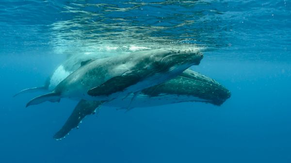 The image shows a group of humpback whales swimming beneath the water's surface in a clear blue ocean.