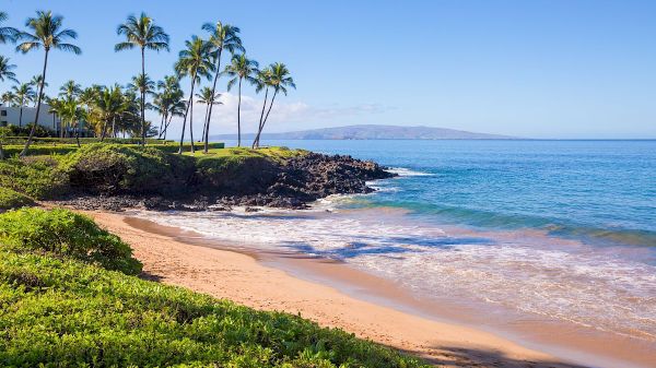 The image shows a serene beach with soft sand, gentle waves, and palm trees under a clear blue sky. A peaceful tropical scene.