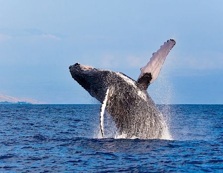 A humpback whale breaches the surface of the ocean, showcasing its massive body and fin against a clear blue sky.