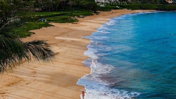A scenic beach view with golden sand, gentle waves, and palm trees, along with a backdrop of nearby buildings under a blue sky.
