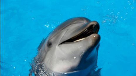 The image features a dolphin swimming and emerging from water, displaying its playful demeanor against a bright blue background.