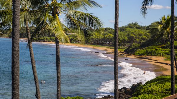 The image shows a scenic beach view with palm trees swaying, calm waves, and lush greenery under a clear blue sky.