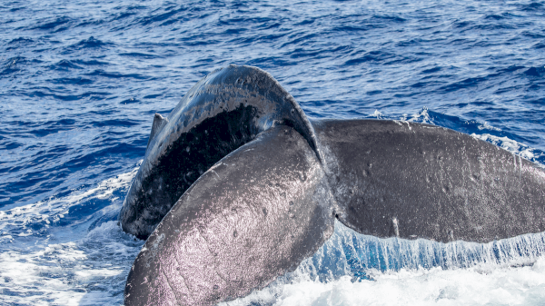 The image shows a whale's tail above the ocean surface, partway out of the water, against a backdrop of blue sea.