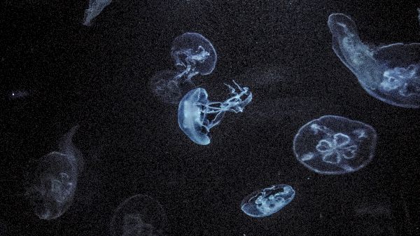 The image shows a group of translucent jellyfish floating in dark water, illuminated by ambient light, revealing their delicate structures.