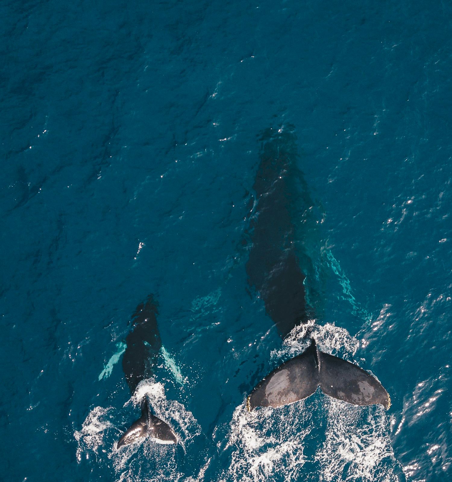 Aerial view of two whales swimming side by side in the ocean, creating splashes as they move through the water.