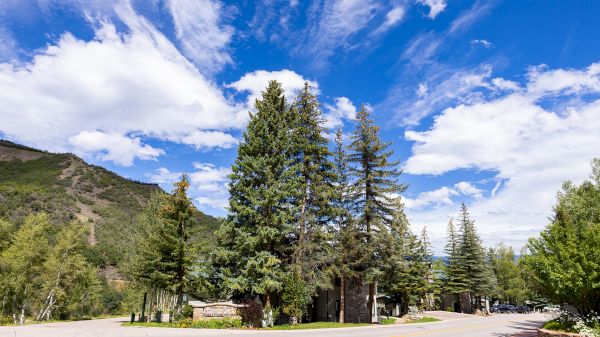 A scenic view of a road lined with tall pine trees, set against a backdrop of a mountain and a vibrant blue sky with fluffy clouds.