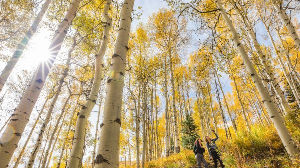 Two people stand amidst tall trees with golden leaves, basking in sunlight.