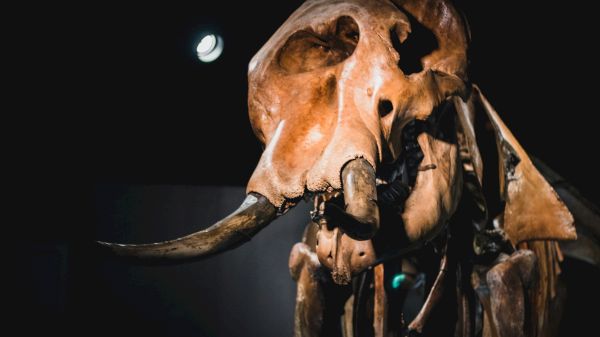 A large animal skeleton, likely an elephant, displayed in a dimly lit museum setting.