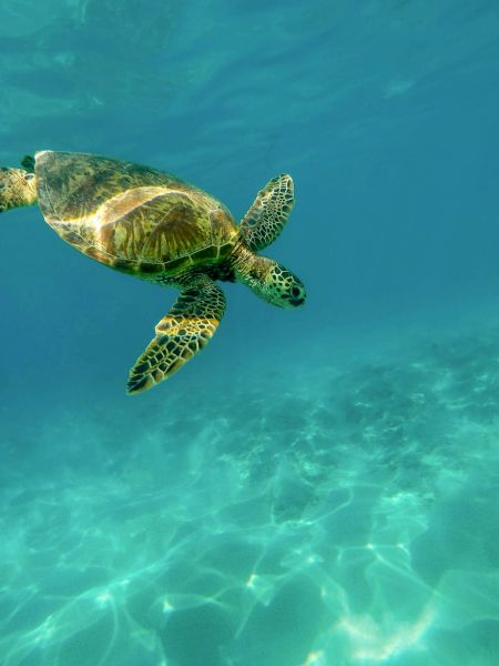 A sea turtle swims gracefully in clear turquoise water, with sunlight creating patterns on the ocean floor beneath it.