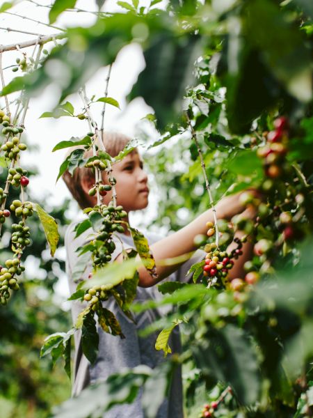A child picking berries from a bush, surrounded by green leaves and ripe fruits in a lush outdoor setting.