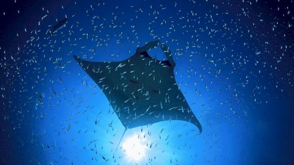 A manta ray swims gracefully surrounded by small fish in a deep blue ocean, against the backdrop of sunlight filtering through the water.