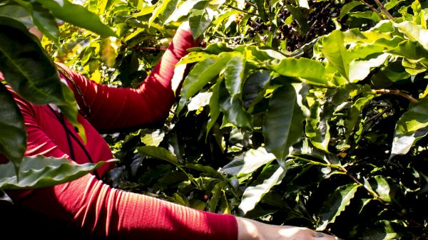 A person in a red shirt is picking leaves or fruits in a dense green foliage, possibly working in a garden or farm setting.