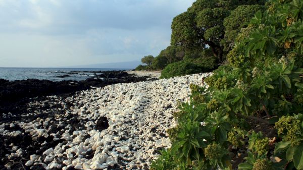 A rocky beach with white stones, surrounded by lush green trees, under a partly cloudy sky near a calm sea.