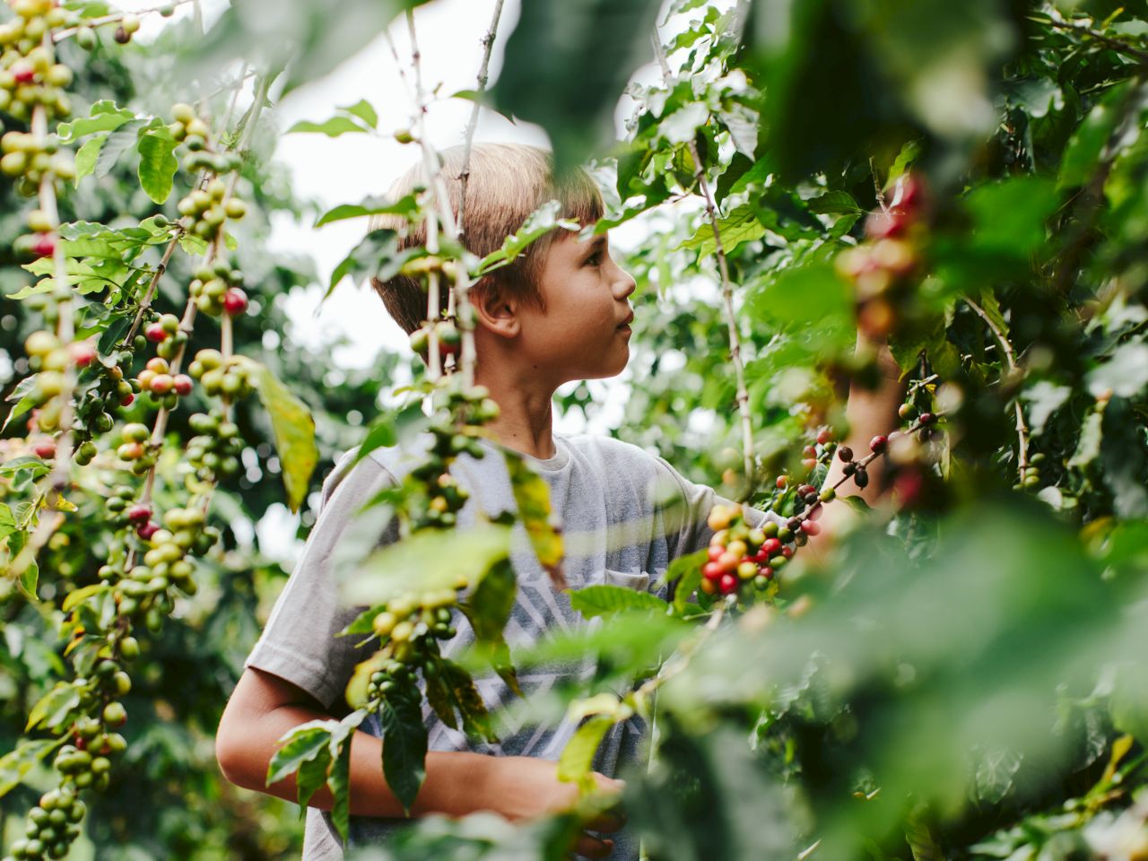 A child is surrounded by thick green foliage and clusters of berries, appearing to be exploring or picking among the plants.