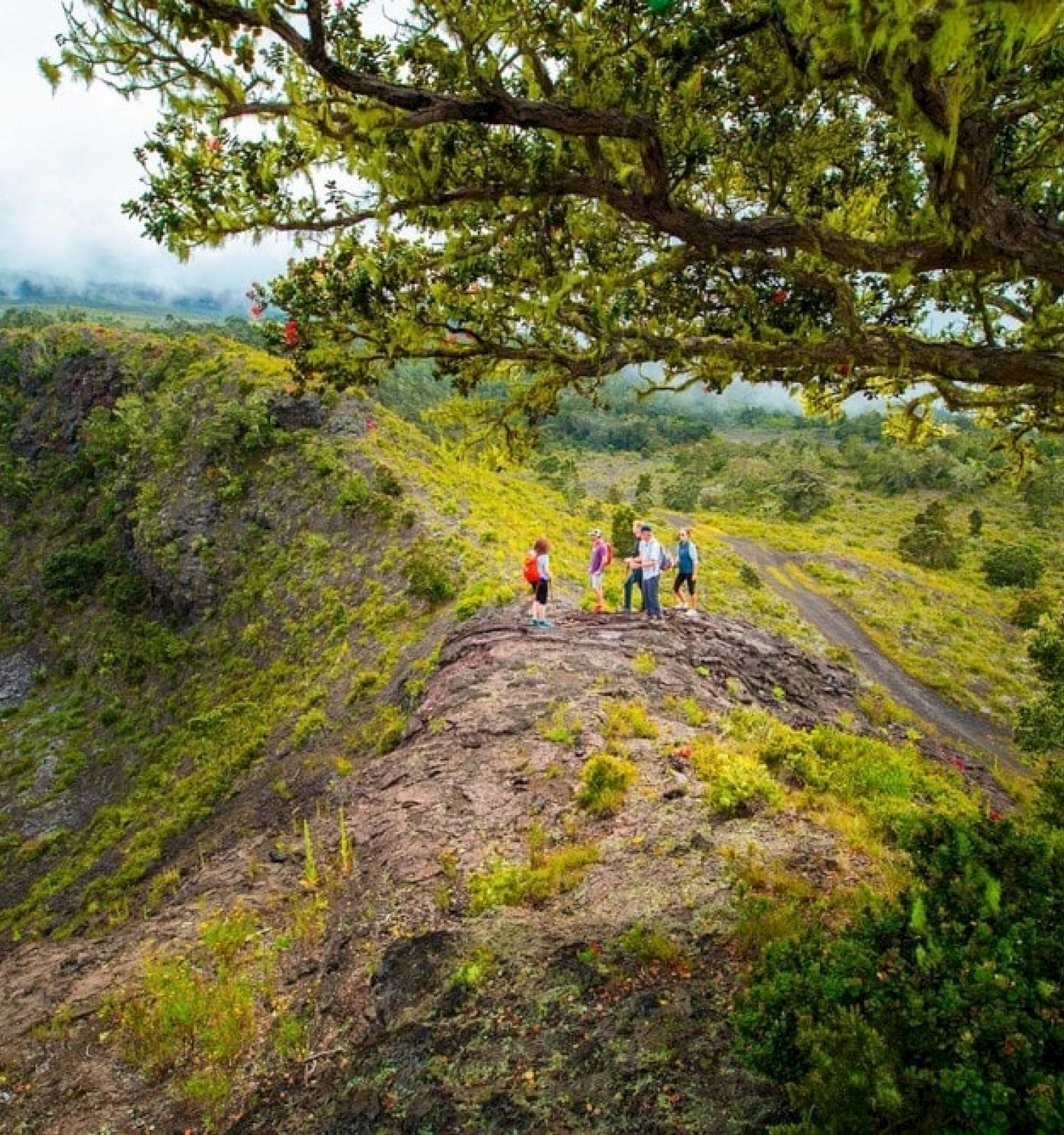 A group of people stands on a grassy cliff, surrounded by lush greenery and a large tree, with a misty mountain in the background.