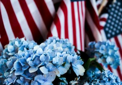 Blue hydrangeas in front of several American flags create a patriotic and vibrant scene.