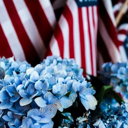 Blue hydrangeas in front of several American flags create a patriotic and vibrant scene.