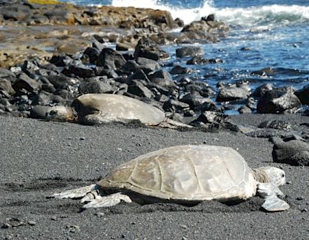 Turtles resting on a black sand beach near rocky shorelines, with ocean waves in the background.