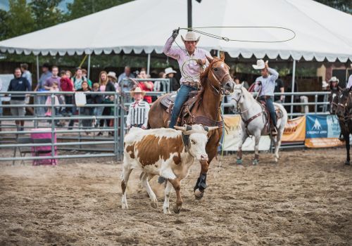 A rodeo scene with a cowboy on horseback lassoing a calf in an arena, watched by an audience behind a fence.