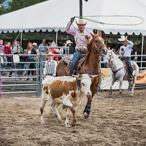 A rodeo scene with a cowboy on horseback lassoing a calf in an arena, watched by an audience behind a fence.