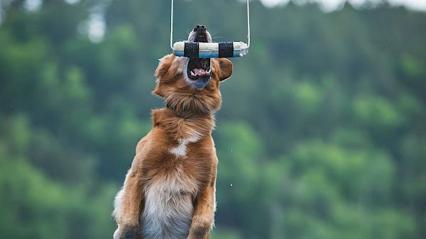 Coraltree Residence Collection