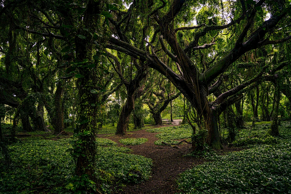 A dense forest with twisting trees and a narrow dirt path winding through a carpet of green ground cover and dappled sunlight.