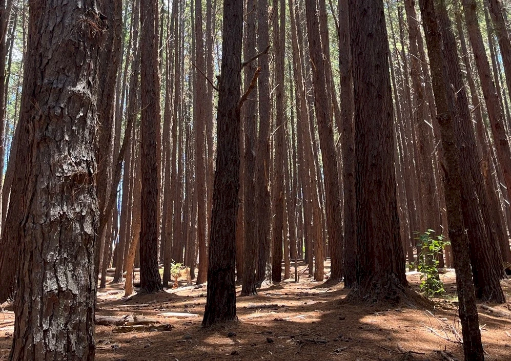 A dense pine forest with tall trunks, dappled light on the pine needles, and a quiet, earthy path unfolding through the trees.