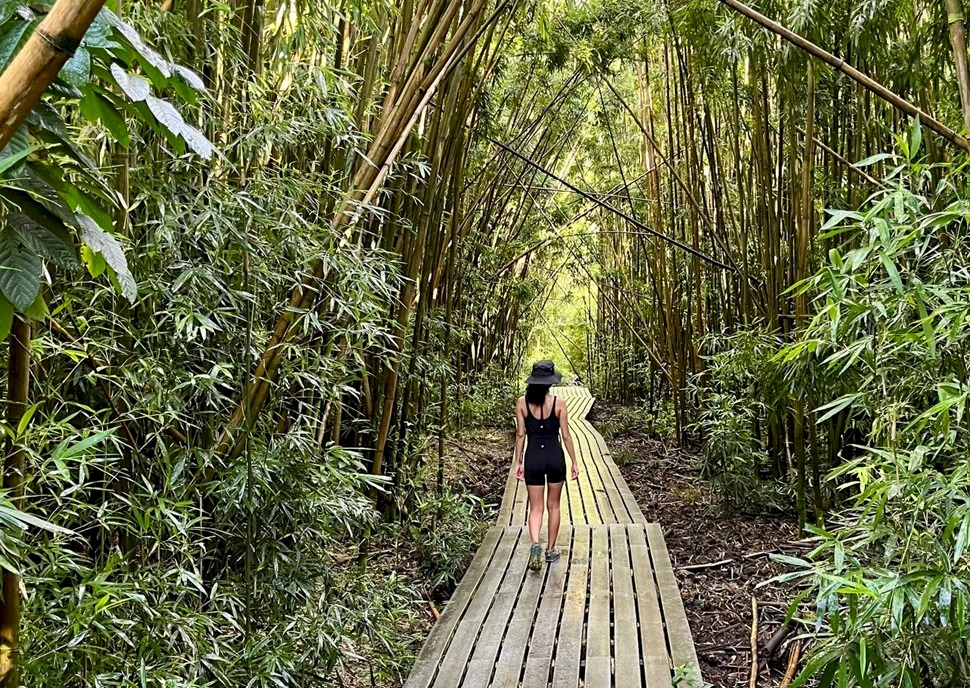 A narrow wooden boardwalk winds through a dense bamboo forest, with a person in a black outfit walking away toward the light.