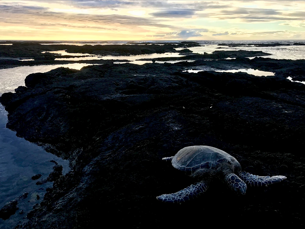 A dark rocky coastline at sunset with a sea turtle on the shore, gentle waves, and a glowing horizon.