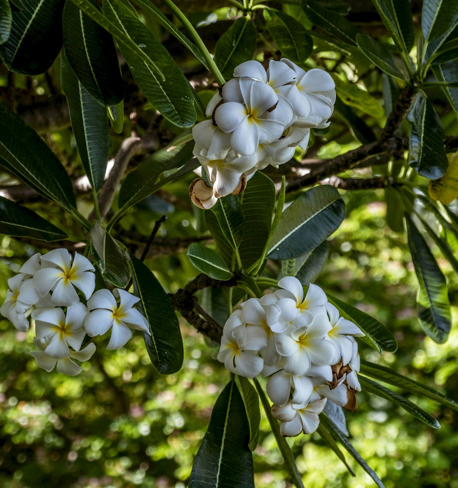 The image shows clusters of white flowers with yellow centers on a tree, surrounded by green leaves in a natural setting.