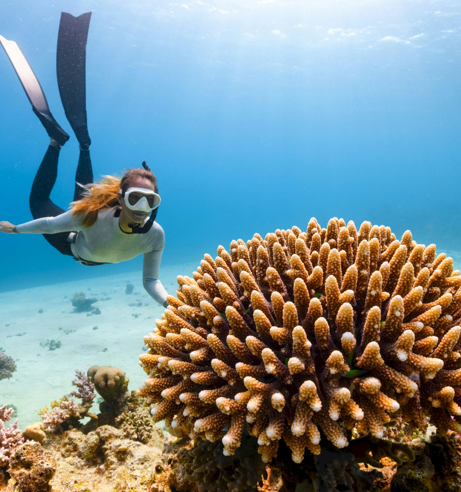 A snorkeler swims near vibrant coral in clear blue water, surrounded by marine life in an underwater scene.
