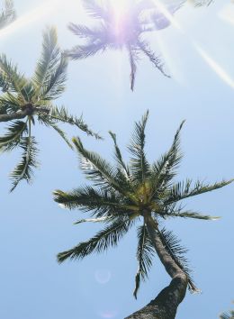Tall palm trees seen from below against a clear blue sky, with bright sunlight filtering through the leaves.