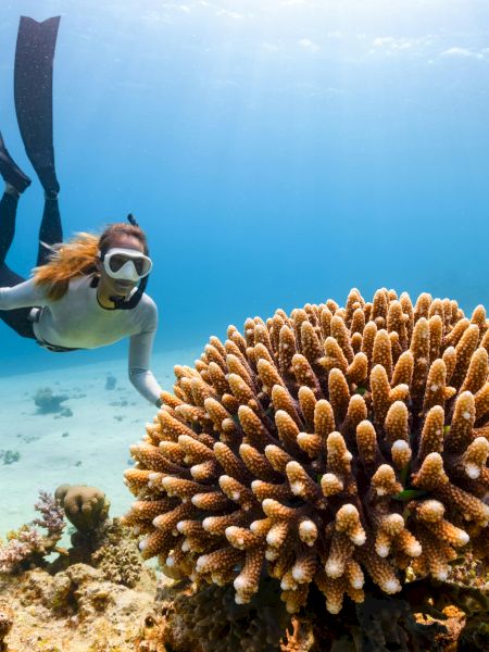 A snorkeler swims near a large coral reef in clear blue water, surrounded by diverse marine life and sunlight streaming through the surface.