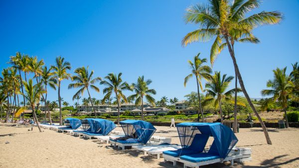 A sunny beach with palm trees, blue lounge chairs under umbrellas, white sand, and a clear blue sky, perfect tropical relaxation.