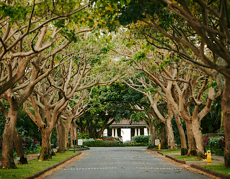 A serene tree-lined path leads toward a building, surrounded by lush greenery and colorful plants, inviting tranquility.