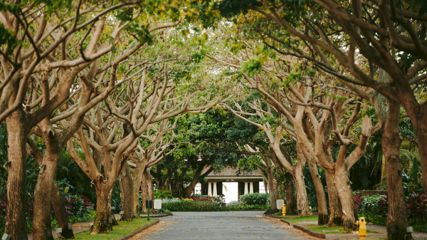 A serene pathway lined with trees, leading to a building in the distance, surrounded by greenery and colorful plants.