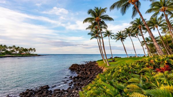 Tropical coastline with a rocky shore, calm blue water, palm trees leaning over a lush, green garden by the sea, sunny sky, peaceful scene.