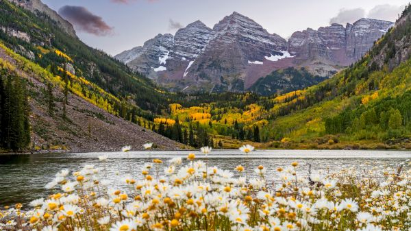 The image features a tranquil lake surrounded by mountains, autumn colors, and a foreground of vibrant white and yellow flowers.