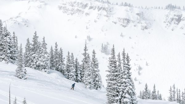 The image depicts a snowy landscape with evergreen trees and a skier navigating through the pristine snow. It looks serene and cold.