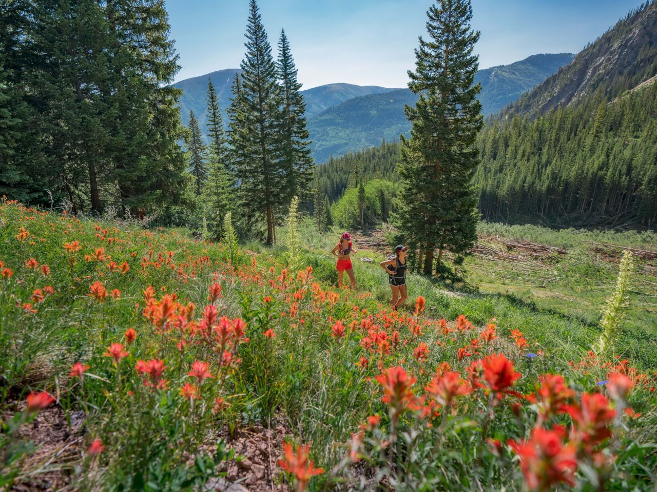 Two hikers walk through a vibrant field of orange wildflowers, set against a backdrop of lush green trees and mountains.
