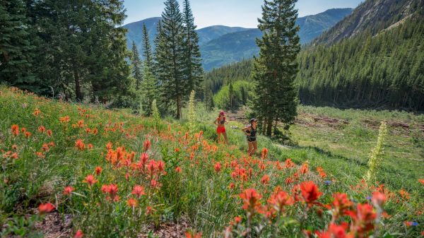 Two hikers walk through a vivid wildflower meadow with red blooms, pine trees, and distant mountains under a bright blue sky.