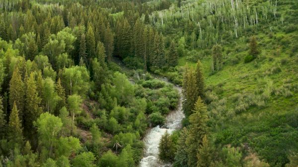 A winding river cuts through a lush green valley flanked by dense forests and distant mountains under a bright, clear sky.