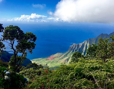 Lush green hillside overlooking a blue ocean with rugged cliffs, scattered trees, and a bright sky; tropical landscape meets dramatic coastline.